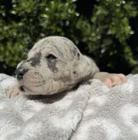 Blue Merle (with TP gene), a female Great Dane for sale in Riverside, CA – Photo 1 of 6