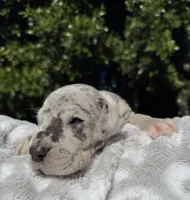 Blue Merle (with TP gene), a female Great Dane for sale in Riverside, CA – Photo 6 of 6