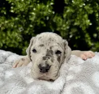 Blue Merle (with TP gene), a female Great Dane for sale in Riverside, CA – Photo 4 of 6