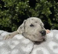 Blue Merle (with TP gene), a female Great Dane for sale in Riverside, CA – Photo 3 of 6