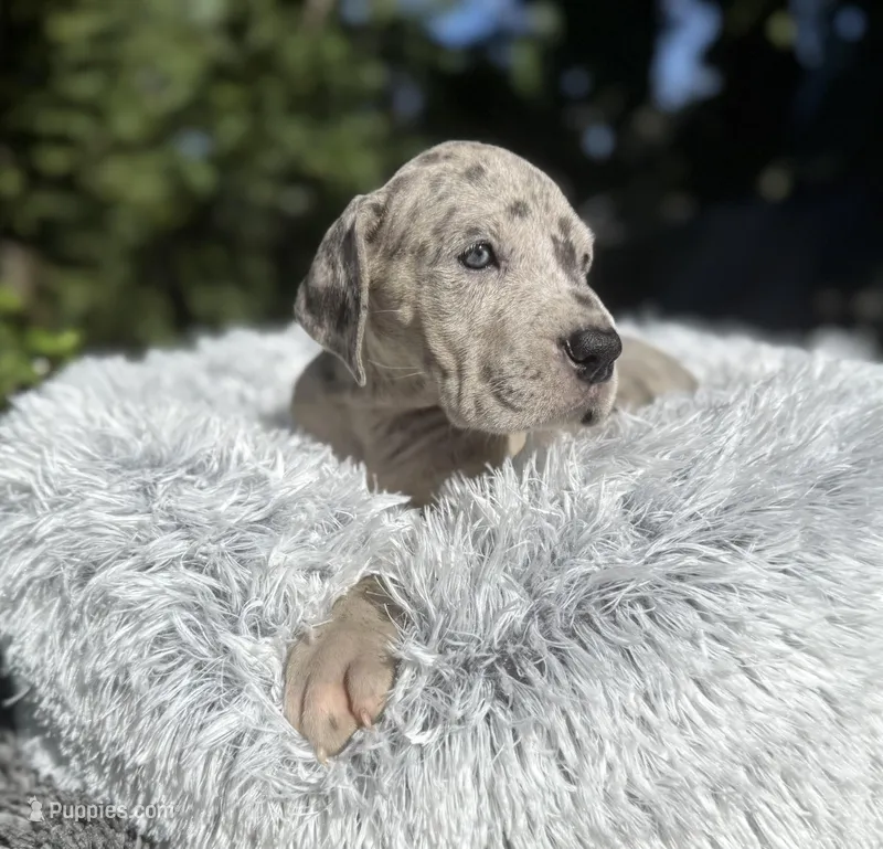 Blue Merle (with TP gene)