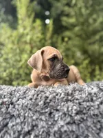 Fawn boy , a male Great Dane for sale in Riverside, CA – 5 of 5