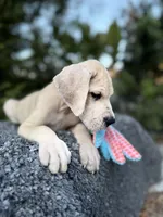 Blue Fawn merle , a male Great Dane for sale in Murrieta, CA – 7 of 10