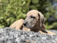Blue fawn , a female Great Dane for sale in Riverside, CA – 6 of 6