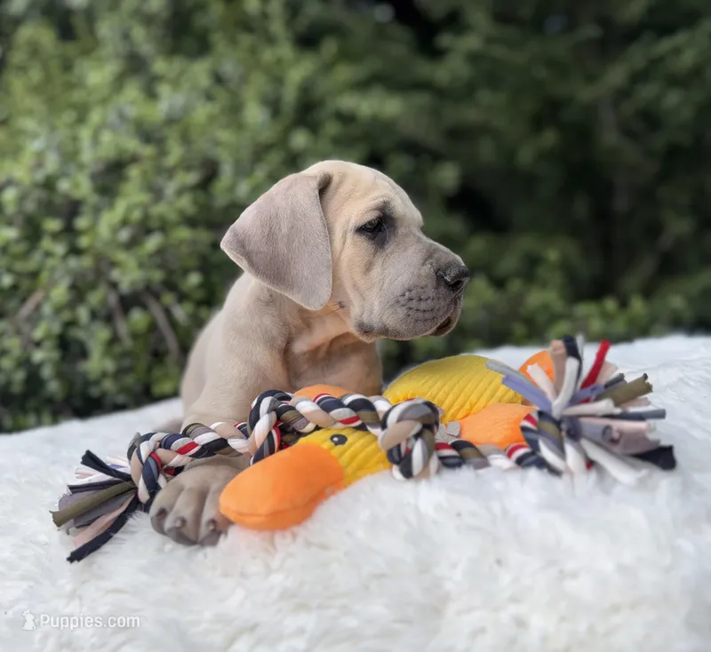Blue fawn w/ TP gene  – Great Dane puppy for sale in Riverside, CA