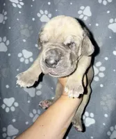 Blue fawn w/ TP gene , a male Great Dane for sale in Riverside, CA – Photo 1 of 4