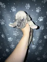 Blue fawn w/ TP gene , a male Great Dane for sale in Riverside, CA – Photo 4 of 4