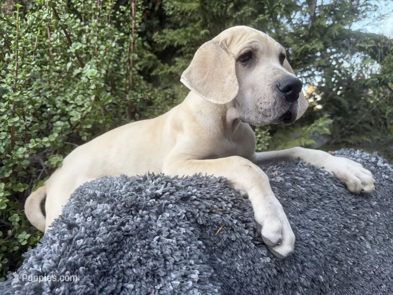 Blue Fawn merle  – Great Dane puppy for sale in Murrieta, CA