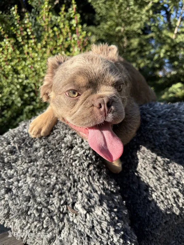 Isabella w/ pink  – French Bulldog puppy for sale in Riverside, CA