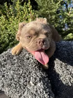 Isabella w/ pink , a male French Bulldog for sale in Riverside, CA – 3 of 5