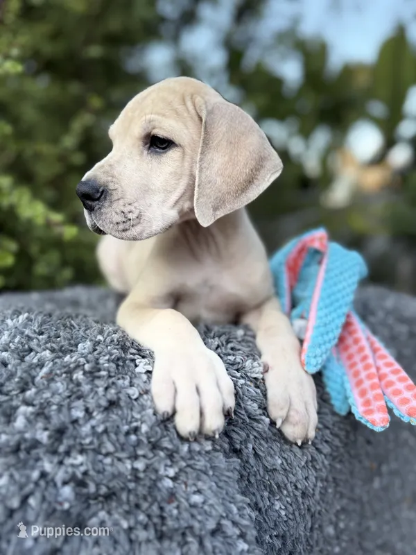 Blue Fawn merle  – Great Dane puppy for sale in Murrieta, CA