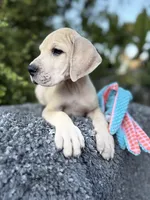 Blue Fawn merle , a male Great Dane for sale in Murrieta, CA – 3 of 10