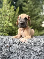 Fawn boy , a male Great Dane for sale in Riverside, CA – 3 of 5