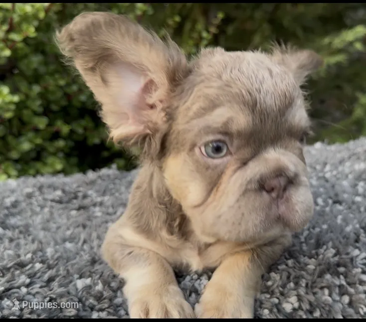 Isabella Big Rope pink  – French Bulldog puppy for sale in Murrieta, CA