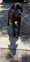Black TP carrier , a male Great Dane for sale in Riverside, CA – 8 of 8