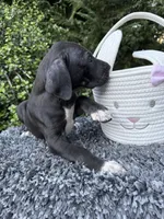 Black female , a female Great Dane for sale in Riverside, CA – Photo 5 of 6