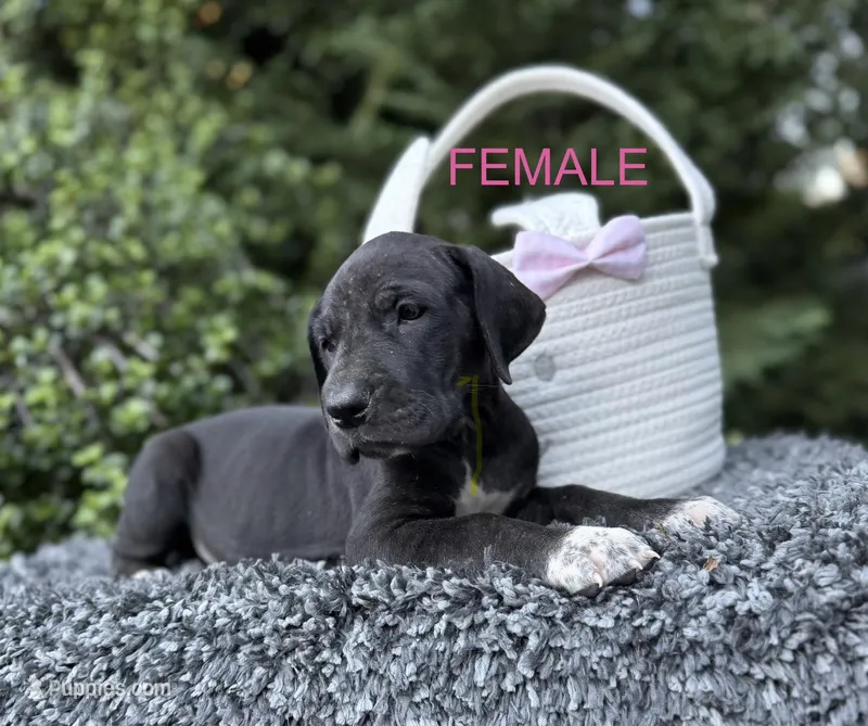 Black female  – Great Dane puppy for sale in Riverside, CA