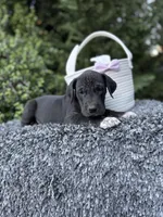 Black female , a female Great Dane for sale in Riverside, CA – Photo 3 of 6