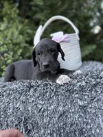 Black female , a female Great Dane for sale in Riverside, CA – Photo 4 of 6