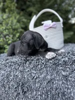 Black female , a female Great Dane for sale in Riverside, CA – Photo 2 of 6