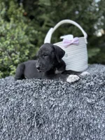 Black female , a female Great Dane for sale in Riverside, CA – Photo 6 of 6