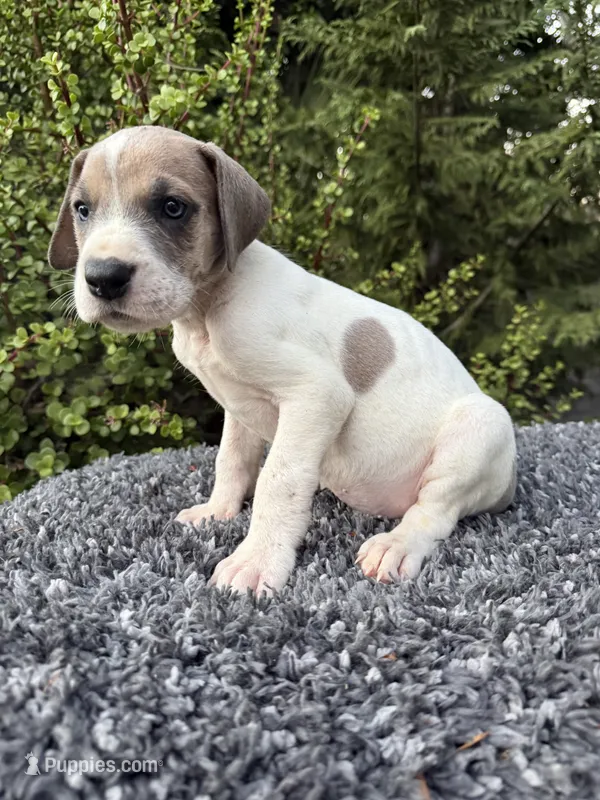 Blue fawn pied  – Great Dane puppy for sale in Riverside, CA
