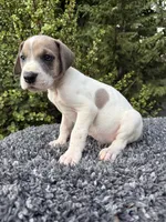 Blue fawn pied , a male Great Dane for sale in Riverside, CA – 1 of 5