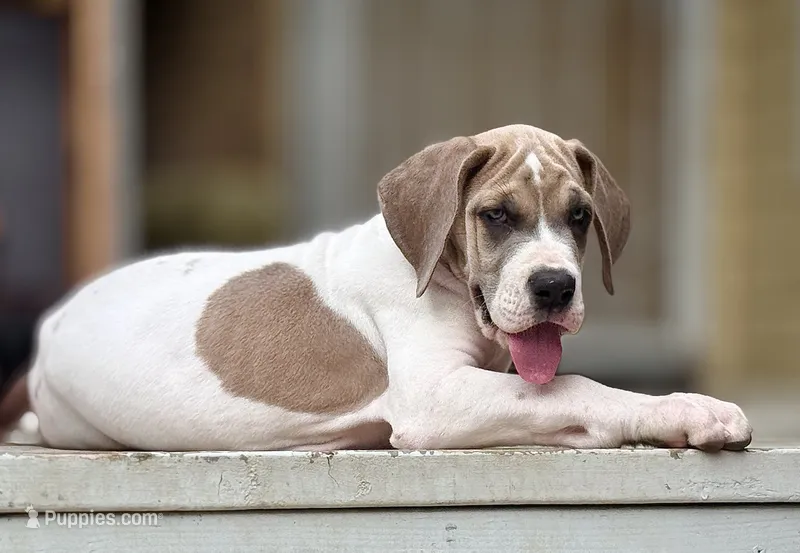 Blue fawn pied  – Great Dane puppy for sale in Murrieta, CA