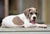Blue fawn pied , a male Great Dane for sale in Murrieta, CA – 3 of 9