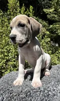 Blue fawn pied , a male Great Dane for sale in Murrieta, CA – 4 of 9