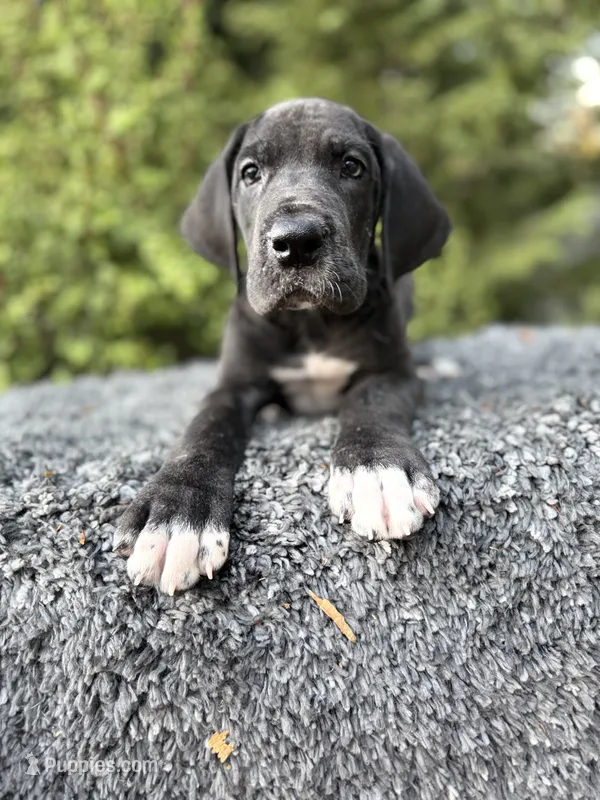 Black male  – Great Dane puppy for sale in Murrieta, CA