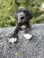 Black male , a male Great Dane for sale in Murrieta, CA – 3 of 10