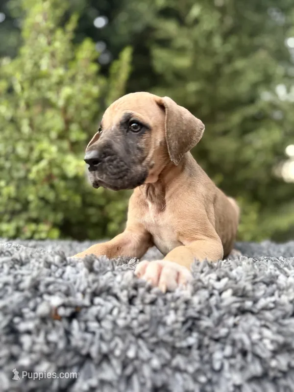 Fawn boy  – Great Dane puppy for sale in Riverside, CA