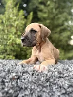 Fawn boy , a male Great Dane for sale in Riverside, CA – 1 of 5