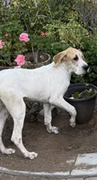 Fawn pied , a female Great Dane for sale in Riverside, CA – 3 of 10