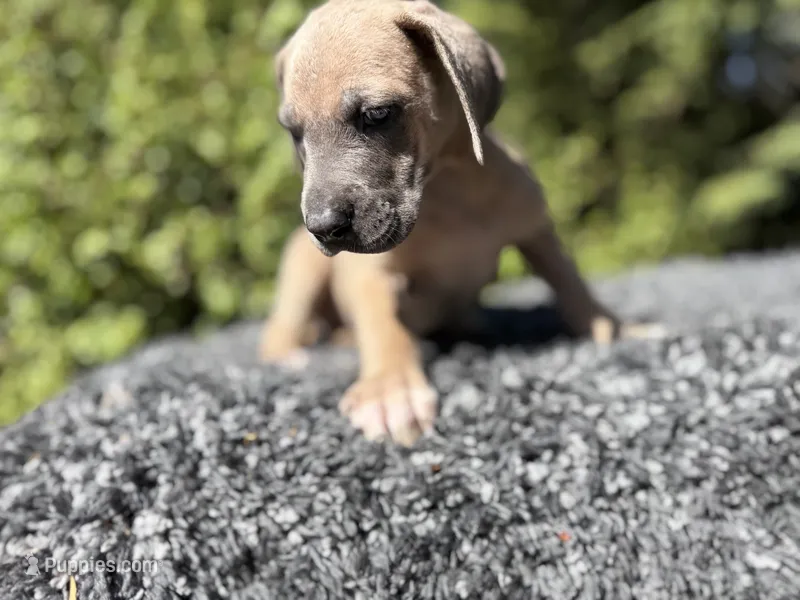 Blue fawn  – Great Dane puppy for sale in Riverside, CA