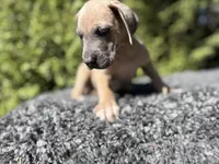 Blue fawn , a female Great Dane for sale in Riverside, CA – 1 of 6