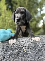 Black male , a male Great Dane for sale in Murrieta, CA – 4 of 10