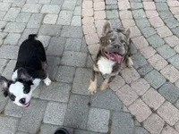 Isabella w/ pink , a male French Bulldog for sale in Riverside, CA – 4 of 5