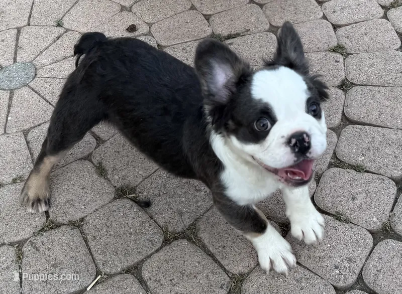 Blue/tan husky w/pink  – French Bulldog puppy for sale in Murrieta, CA