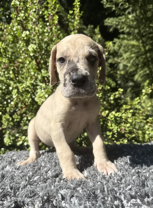 Fawn merle  – Great Dane puppy for sale in Riverside, CA