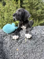 Black male , a male Great Dane for sale in Murrieta, CA – 6 of 10