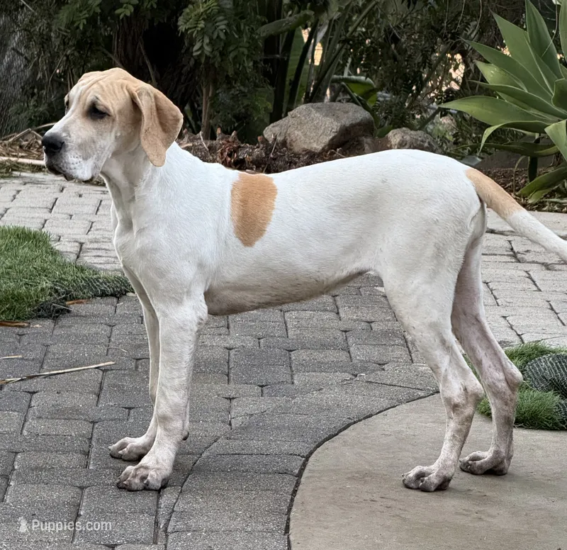 Fawn pied  – Great Dane puppy for sale in Riverside, CA
