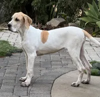Fawn pied , a female Great Dane for sale in Riverside, CA – 1 of 10