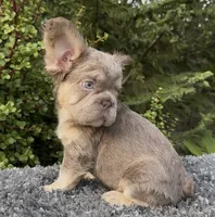 Isabella Big Rope pink , a male French Bulldog for sale in Murrieta, CA – 3 of 3