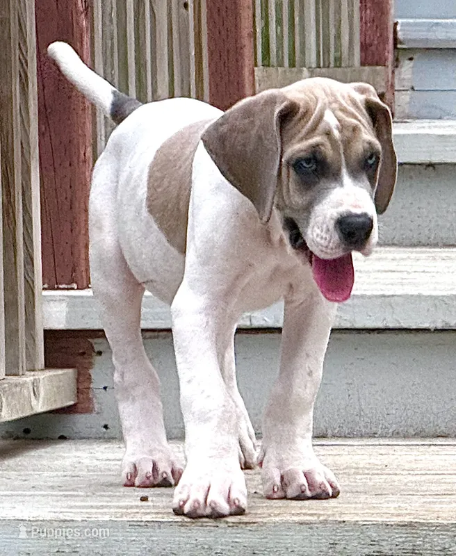 Blue fawn pied  – Great Dane puppy for sale in Murrieta, CA