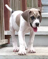 Blue fawn pied , a male Great Dane for sale in Murrieta, CA – 1 of 9