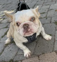 Husky Isabella w/pink & fluffy, a male French Bulldog for sale in Murrieta, CA – 2 of 10