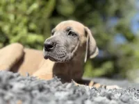 Blue fawn , a female Great Dane for sale in Riverside, CA – 2 of 6