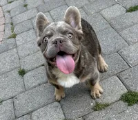 Isabella w/ pink , a male French Bulldog for sale in Riverside, CA – 1 of 5